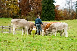 Regionaler Bauer mit Rind